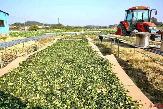 2020年广州（增城）菜心美食节25日开幕