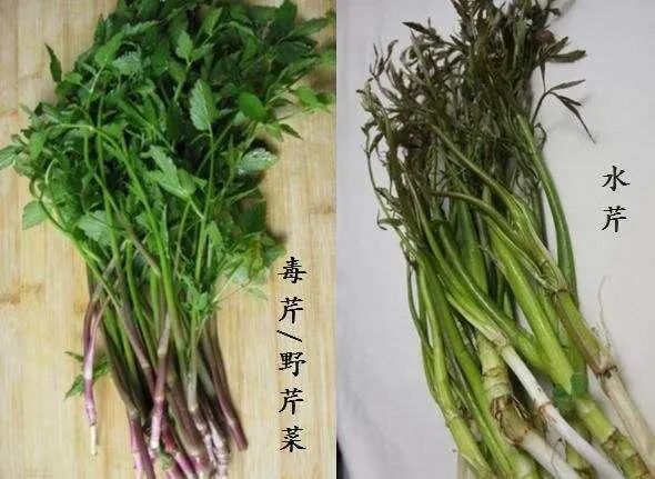 #暖先生格调#疫情还未结束，又有人把手伸向“野味”？千万别带着孩子去做这件事！