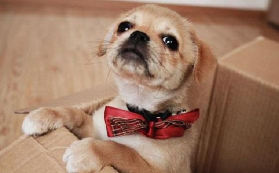 2020三大宠物定位器推荐