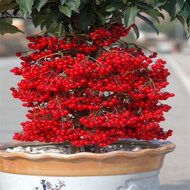 能开花也能结果，3种花养在家里，真不赖