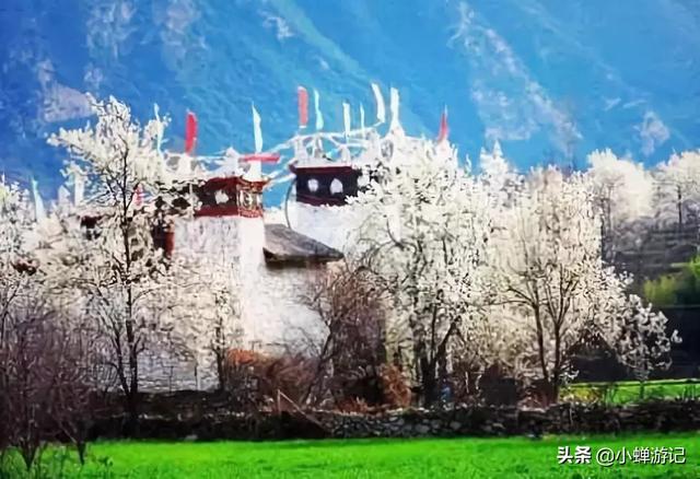 「约吗旅行」真的应了那句;到金川,漫山梨花,才明白了什么叫做“春深似海”