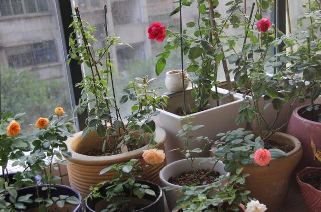 大蒜养花，防腐、防虫还能促发芽，好处多不胜举