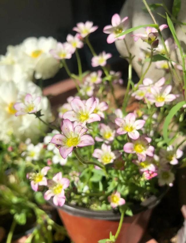 市场|春天在哪里？来杨浦这个花鸟市场找找春天的颜色