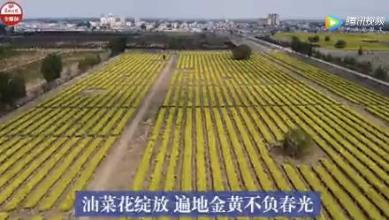 「全国党媒信息公共平台」油菜花绽放 遍地金黄不负春光
