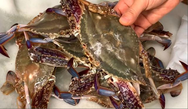 蒸螃蟹时，有人用冷水，有人用热水，大厨：全都不对，教正确做法