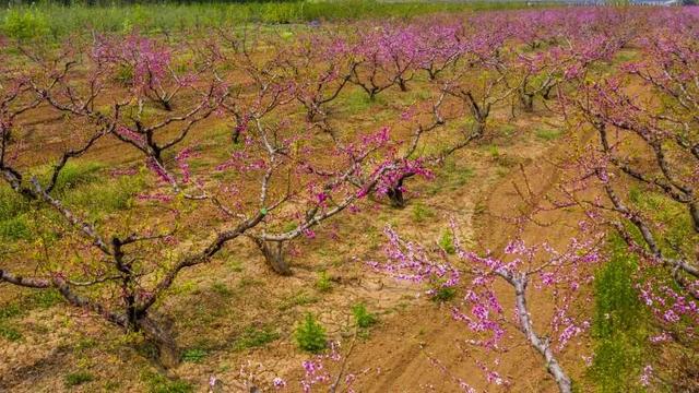 「旅行柚子君」云游通州 | 过把陶渊明的瘾!快节奏中的慢时光,城市里的世外桃源
