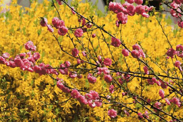 「旅行百事通」实名曝光西安这几个地方的春天，太美了…