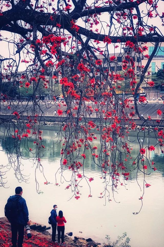 #世界那么大#实时好摄处:3月的佛山“红了”!木棉花绽放,嫣红惊艳时光