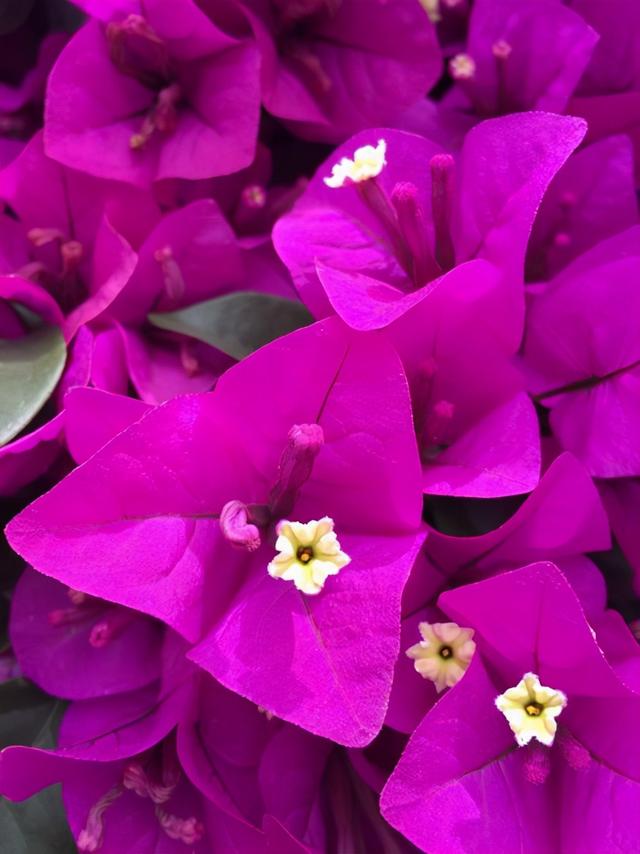 入冬之后买花要注意，这3种花不要随意去买，纯粹浪费钱