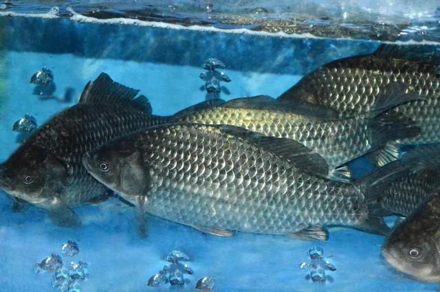 阜新阳光大姐｜|产后第一周吃什么？10种食材清单送给你