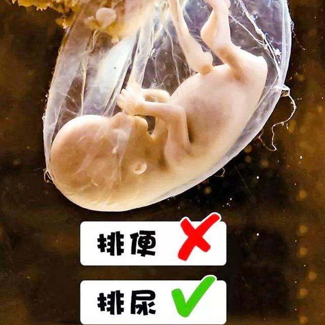 [天使宝贝]孕期胎儿的“胎便和尿液”排到哪？答案会让你哭笑不得，了解一下