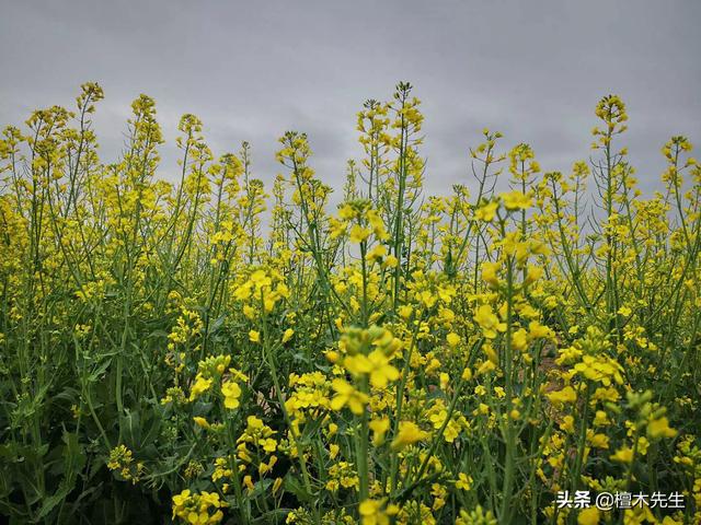#旅行柚子君#美翻了,金黄的油菜花海,好似一幅色彩斑斓的画卷!