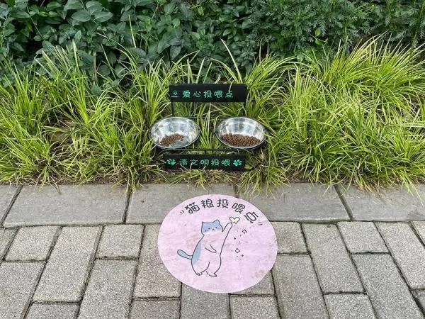 沪上小区流浪猫泛滥 对这些毛孩子，该护还是该抓？