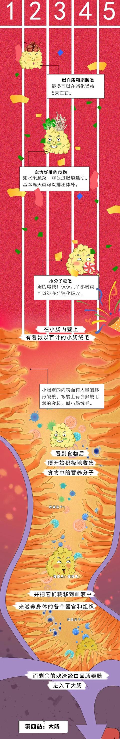 食物|吃下去的食物是如何变成屎的？对不起，又来科普奇怪的知识了