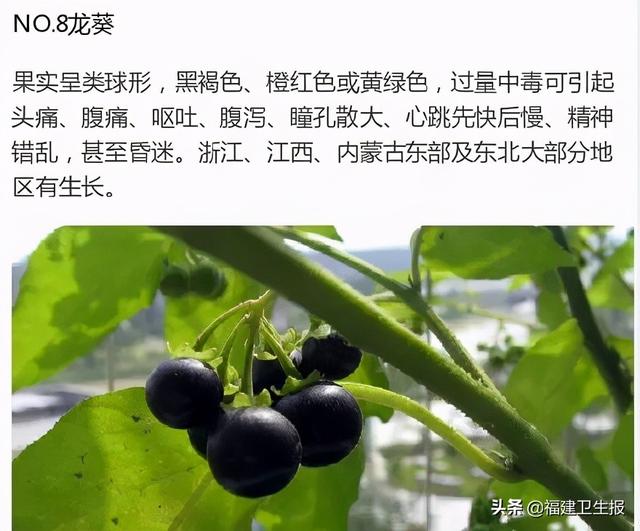 中毒|7人中毒1人死亡！福建疾控紧急提醒