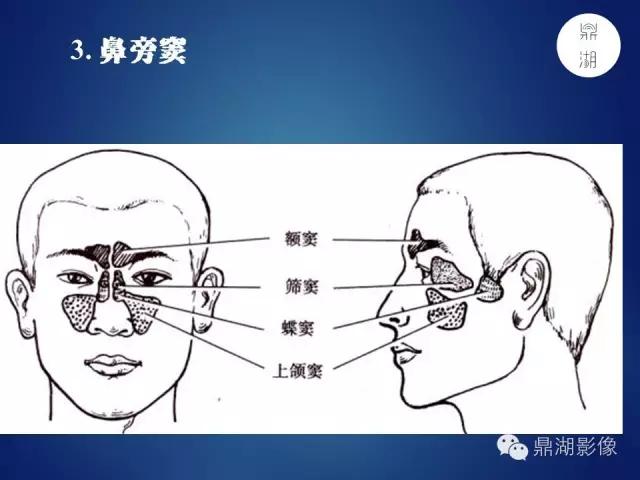 WoW，最全神经系统解剖图来了