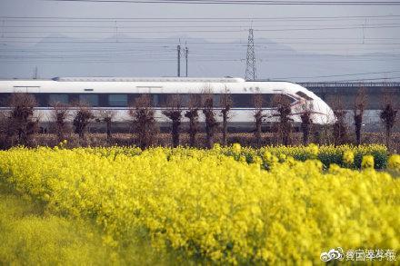 「光明网」开往春天的火车，穿梭油菜花田美