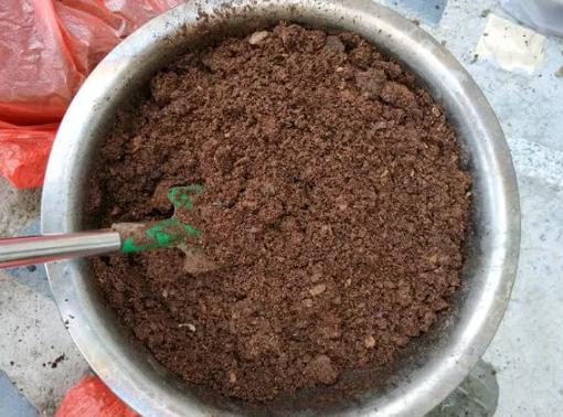 养君子兰、长寿花，盆里撒点“万能肥”，新芽猛长，呼呼开花