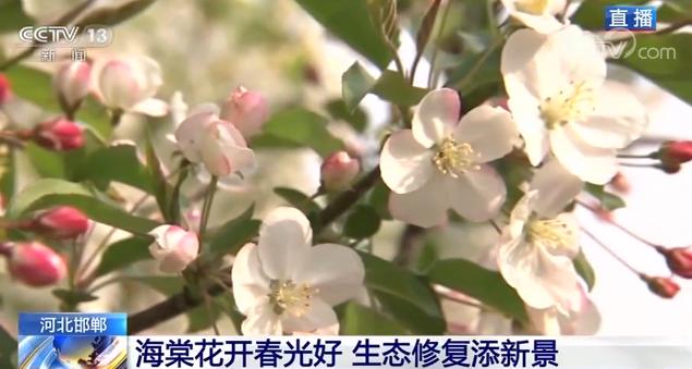 「国际在线」河北邯郸:海棠花开春光好 生态修复添新景