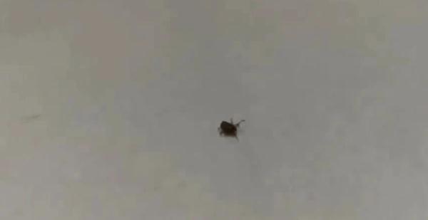 小琳|清明出游后腿上多了几个红斑！医生紧急提醒