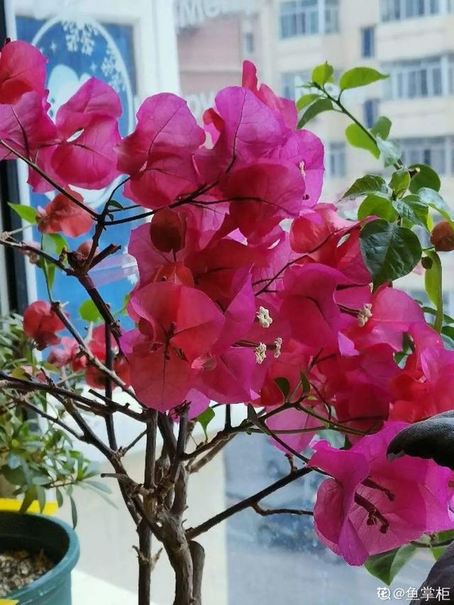 逛花市去捡漏，买了一堆长寿花，拿回来竟然全活了