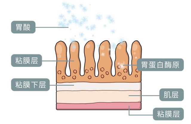 胃癌早期不痛不痒！发现这些症状别迟疑，可能是胃癌“报到”