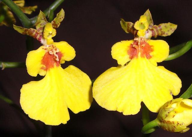 3种耐寒花，冬天养很省心，开花香喷喷寓意好