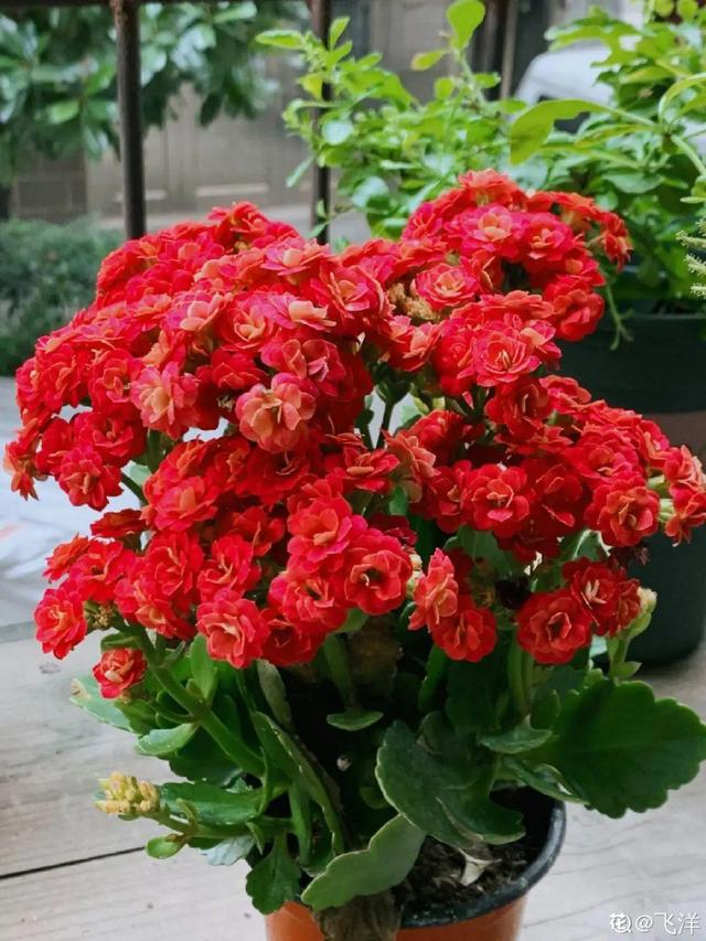 逛花市去捡漏，买了一堆长寿花，拿回来竟然全活了