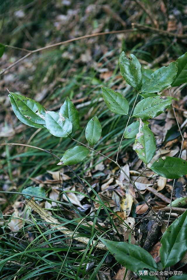 #健康学堂#常见的感冒，中暑，蚊蚁叮咬，了解下这种植物，或许对你有帮助