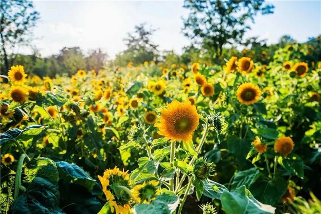 #旅行柚子君#刘公岛如此＂美味儿＂，让你明白什么才是真正的色香味俱佳～