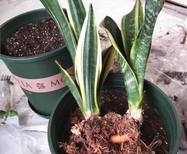 养虎皮兰，别只浇水，定期补上1种肥，新芽长满盆