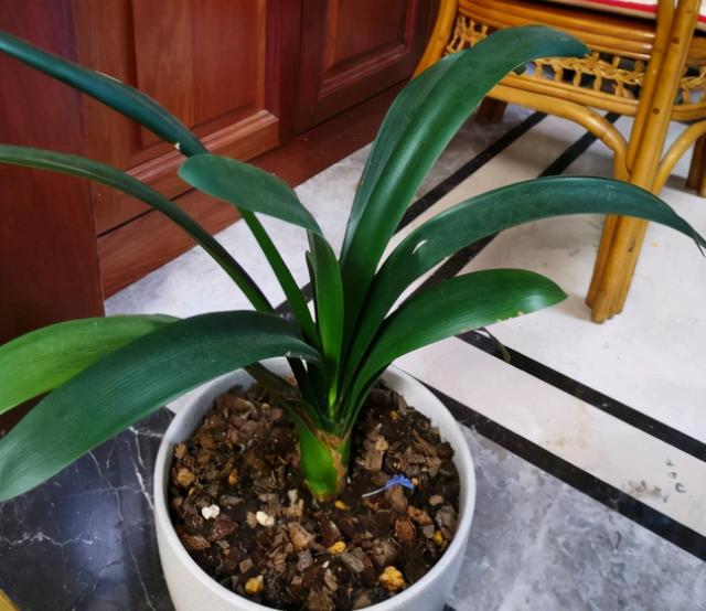 3种植物即将开花，花量大还特美丽，不入手很可惜