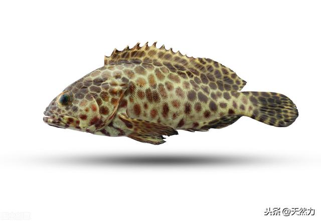 什么鱼刺少好吃，为什么鱼会那么多刺，什么鱼的刺少