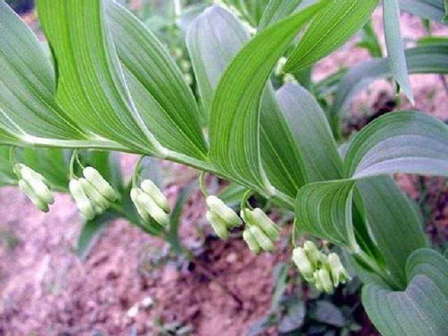 乡间1野草，其貌不扬却有大名堂，药效不错对身体有好处，记得摘