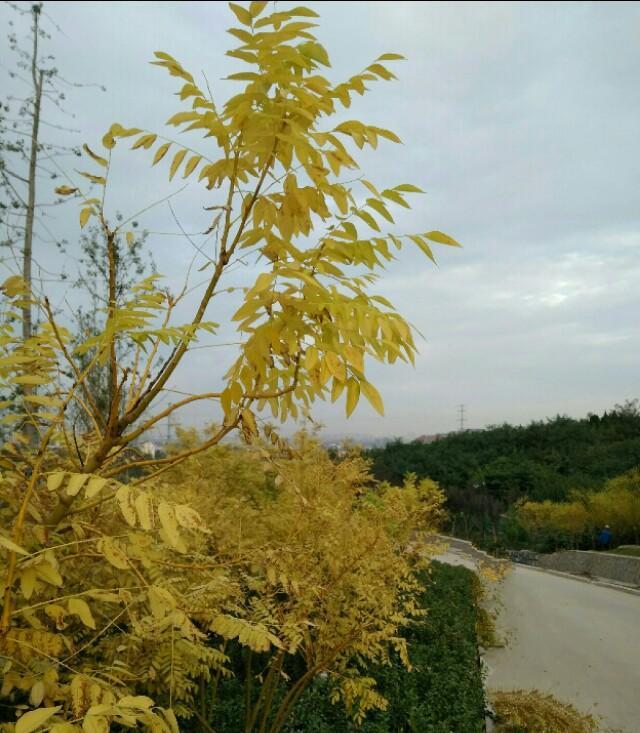 秋山秋雨情更浓