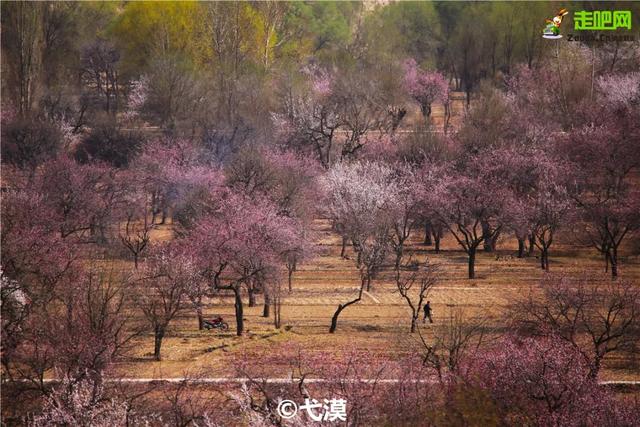 旅行百事通:甘肃有座小城,丹霞中的杏花村,被称为全国奇观!却少有游人