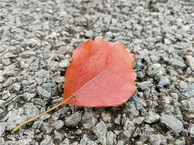 防抖升级 夜拍更强 OPPO Reno4 Pro 快速上手