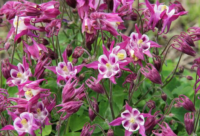 欧耧斗菜 Aquilegia vulgaris