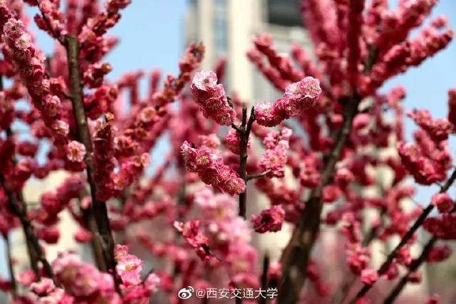 「旅行百事通」实名曝光西安这几个地方的春天，太美了…