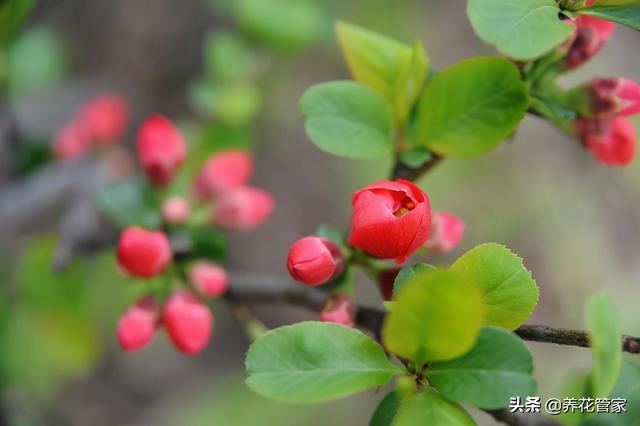 贴梗海棠，最“绝色”的海棠花，地栽、盆景两相宜