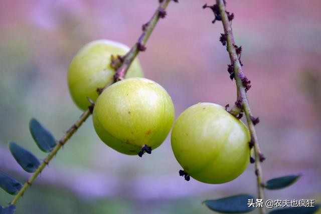 状如李子，吃起来又苦又酸，却是天然维生素丸，家有老人多备点