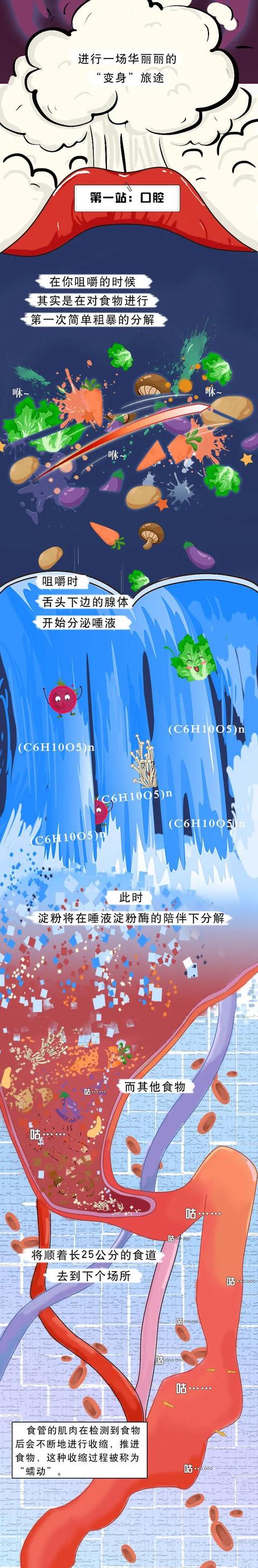 食物|吃下去的食物是如何变成屎的？对不起，又来科普奇怪的知识了