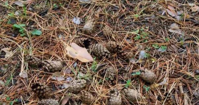 拿这6样东西垫花盆底，保管土壤透气、植物不烂根