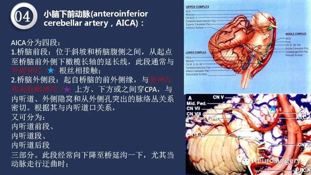 头颈动脉系统相关解剖