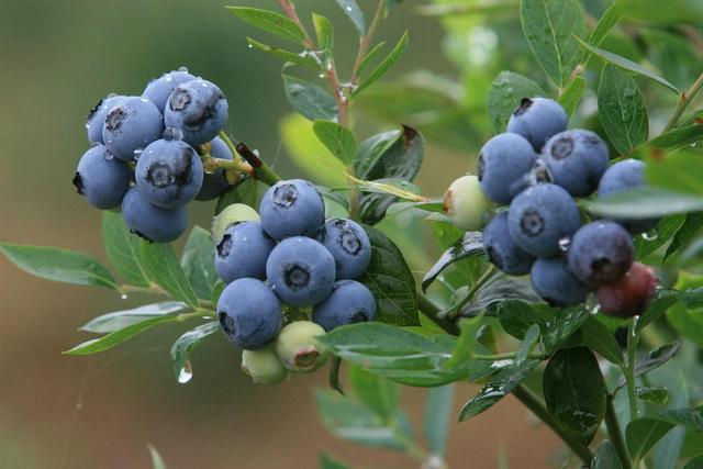 想要蓝莓明年开花结果多，入冬后要做好这几件事，来年挂果更多