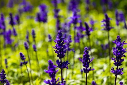 这几种花不畏寒，零下也能自如开花，冬天也能赏花真惬意