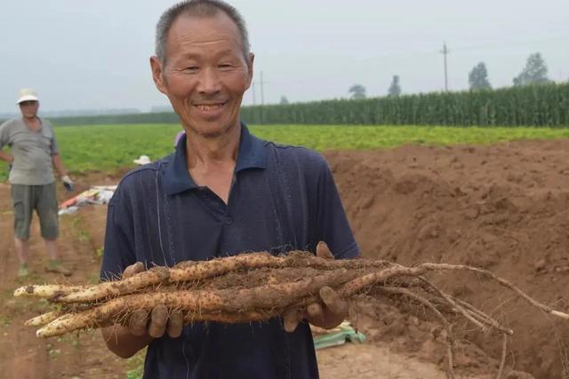 山药做成饼干，好吃又养胃，还不容易长胖，爱了爱了