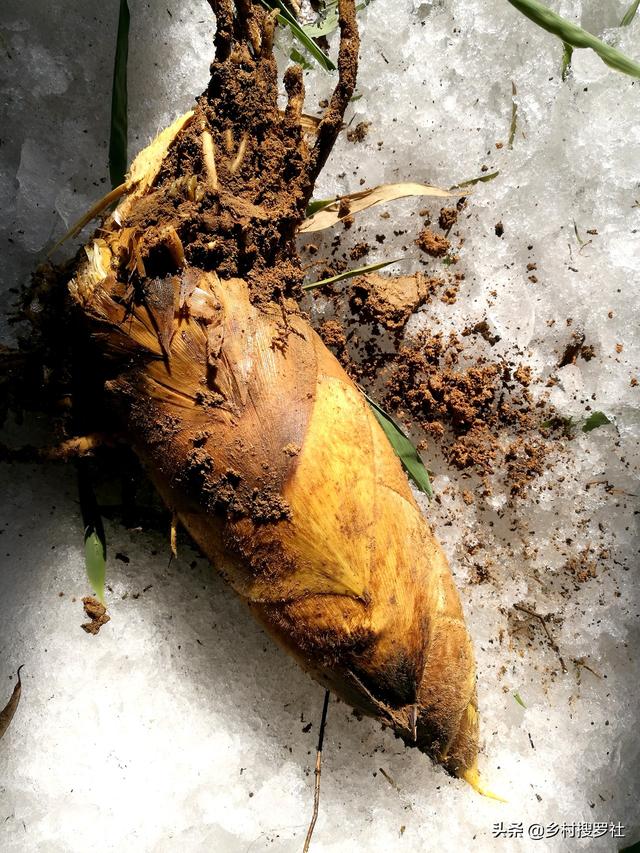 挖笋的技巧图解，学会这6招，你也可以挖到冬笋