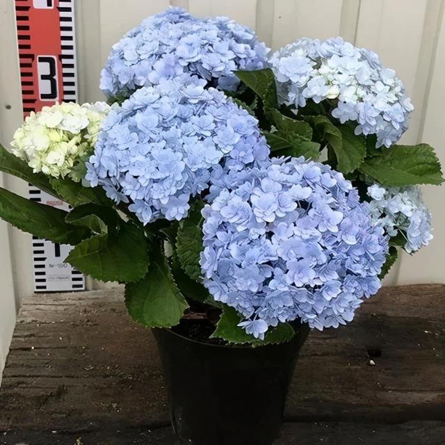 大咖分享 | 蓝色花境植物有那些？