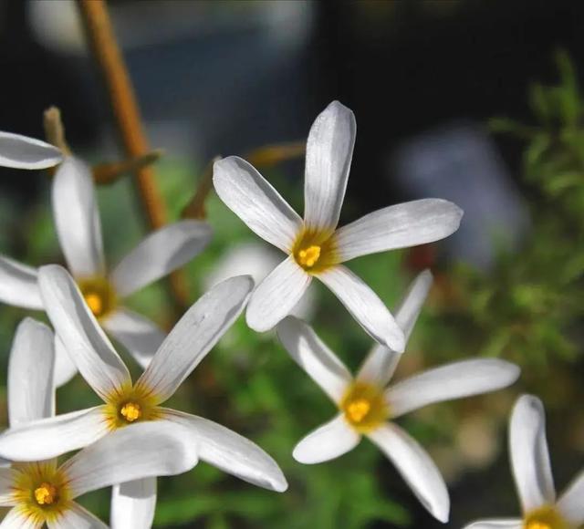 酢浆草|长发飘飘 or 纤细苗条，多毛酢浆草家族等